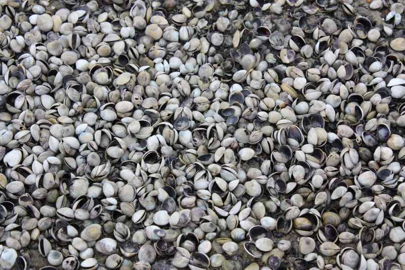 Nieuw-Zeeland 2011 - 1058